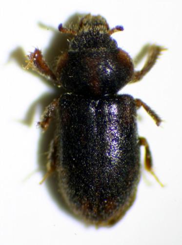 Augyles maritimus