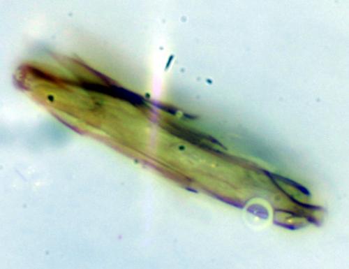 Augyles maritimus