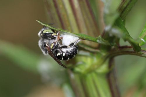 Réf. 188 916 : Anthidium sp.