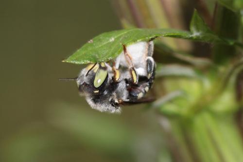 Réf. 188 917 : Anthidium sp.