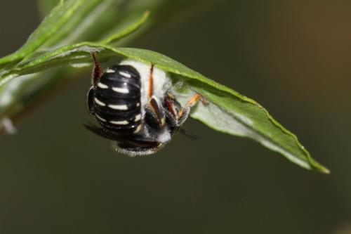 Réf. 188 918 : Anthidium sp.