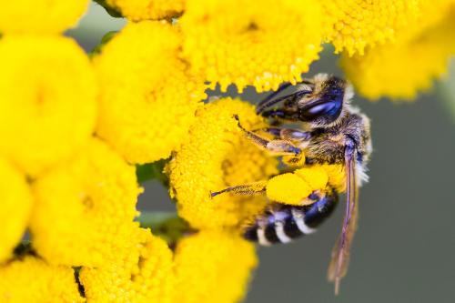 Andrena sp.