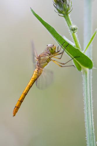 Sympetrum meridionale