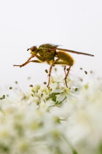 Scathophaga stercoraria
