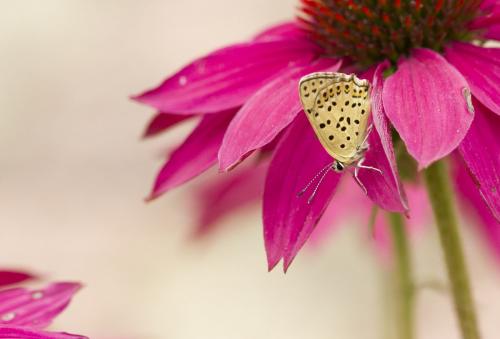 Lycaena tityrus