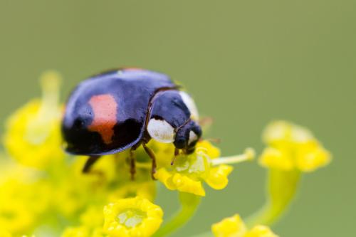 Réf. 188 577 : Harmonia axyridis