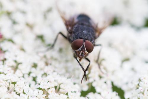 Réf. 188 488 : Calliphora vomitoria