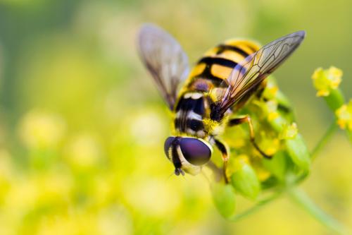 Réf. 188 666 : Myathropa florea