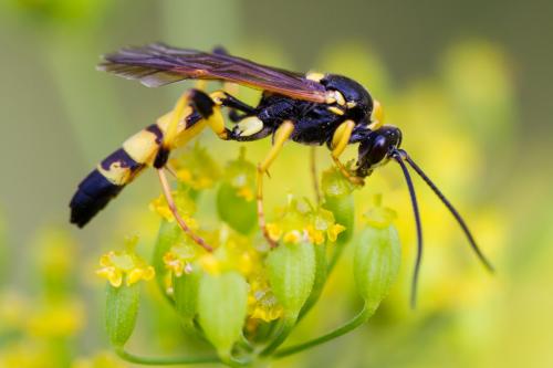 Réf. 188 489 : Ichneumon xanthorius