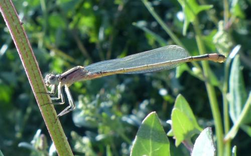 Ischnura elegans