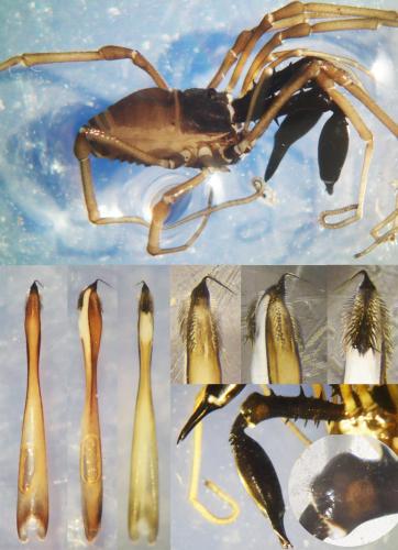 Réf. 188 421 : Ischyropsalis luteipes