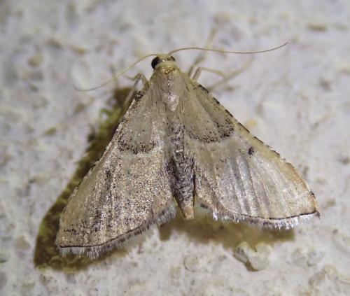 Réf. 188 847 : Endotricha flammealis