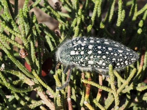 Réf. 188 413 : Julodis sp.