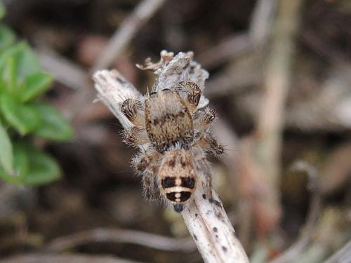 Pellenes tripunctatus