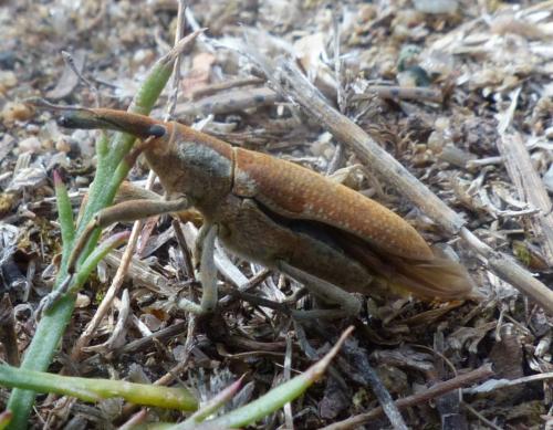 Réf. 188 624 : Lixus pulverulentus