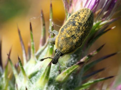 Réf. 188 655 : Larinus sp.
