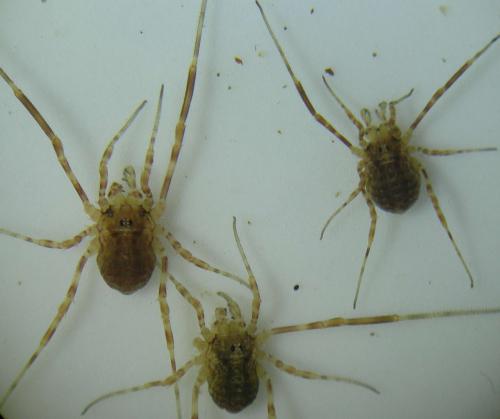 Réf. 188 708 : Lophopilio palpinalis