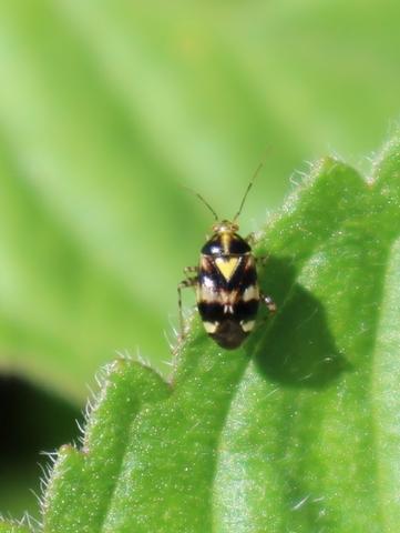 Liocoris tripustulatus