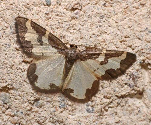 Réf. 188 480 : Lomaspilis marginata