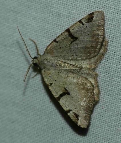 Macaria wauaria