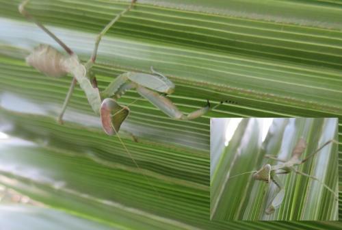 Sphodromantis viridis