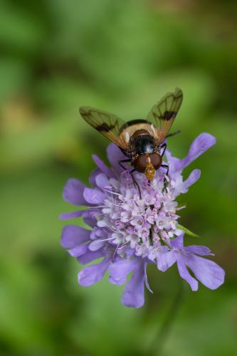 Volucella pellucens
