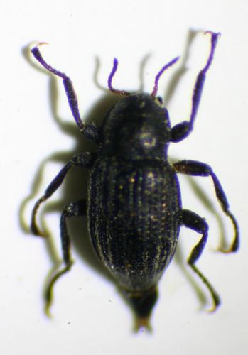 Réf. 188 062 : Riolus subviolaceus