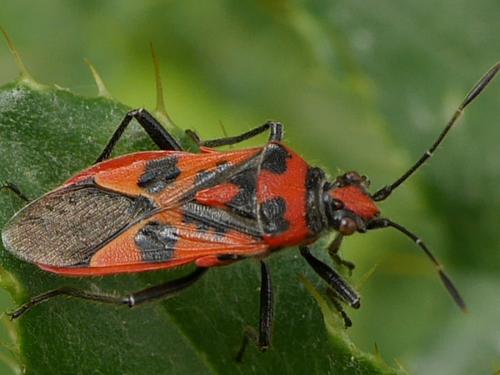 Corizus hyoscyami hyoscyami