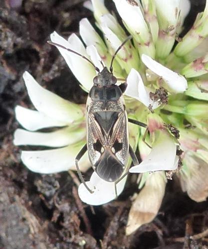 Réf. 188 771 : Rhyparochromus vulgaris