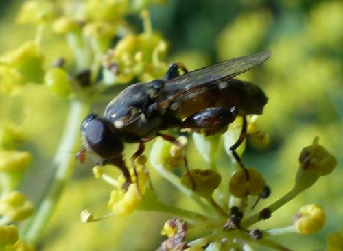 Réf. 188 160 : Syritta pipiens