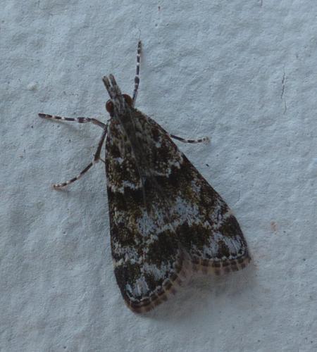 Eudonia mercurella