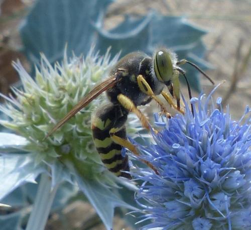 Bembix sp.