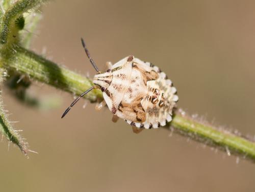 Carpocoris mediterraneus atlanticus