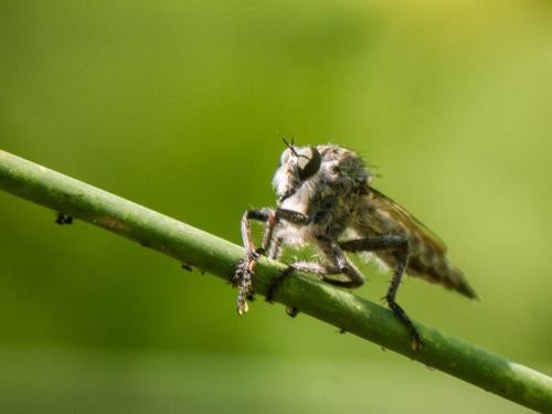 Asilinae