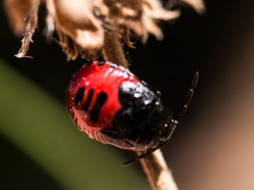 Réf. 188 323 : Canthophorus sp.