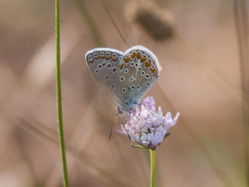 Polyommatus icarus