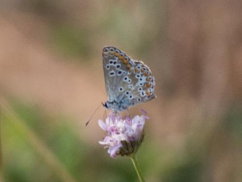 Aricia agestis