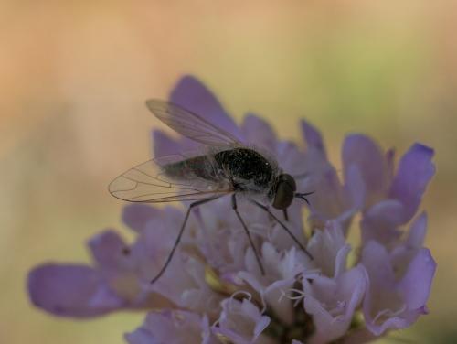 Geron sp.