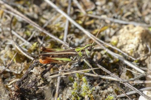 Myrmeleotettix maculatus maculatus