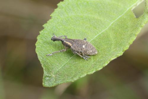 Réf. 188 855 : Lepyrus palustris
