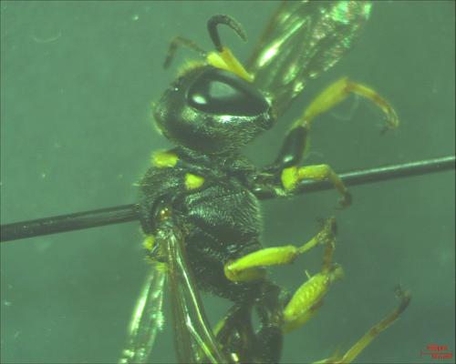 Ectemnius lituratus