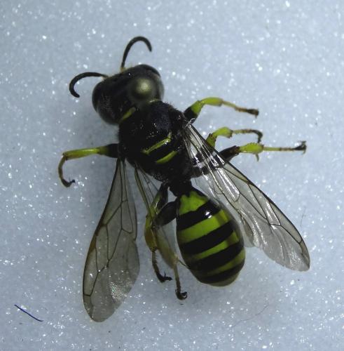 Ectemnius lituratus