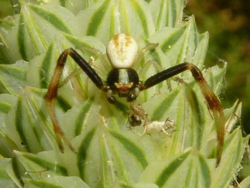 Misumena vatia