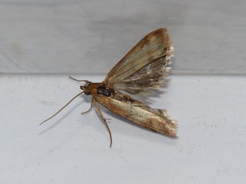 Homoeosoma sinuella