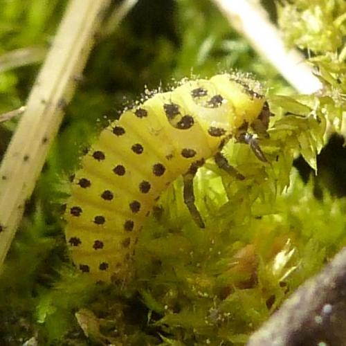 Réf. 188 294 : Psyllobora vigintiduopunctata