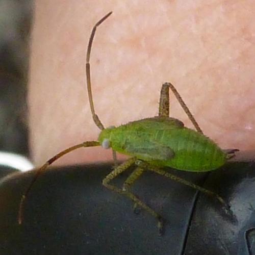 Adelphocoris lineolatus