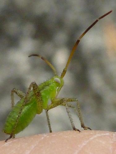 Adelphocoris lineolatus