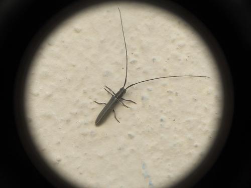 Calamobius filum