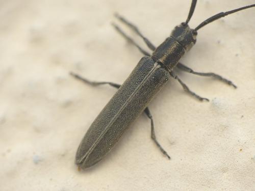 Réf. 188 396 : Calamobius filum