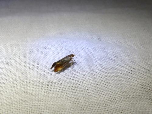 Metalampra sp.